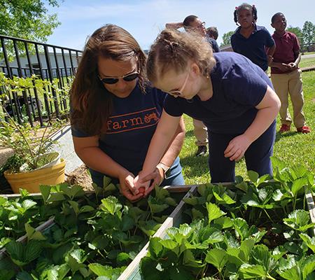 Teacher showing young student how to plant strawberry plants.